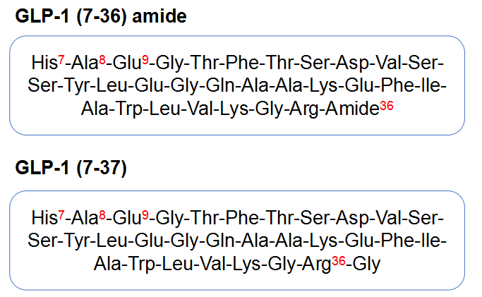 Amino acid sequence of human biologically active form of GLP-1(7-37)